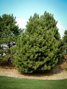 Сосна Чёрная (Pinus Nigra) купить по цене от 270.00р. в интернет-магазине «Посадика» с доставкой почтой в в Златоусте и по всей России – [изображение №1].