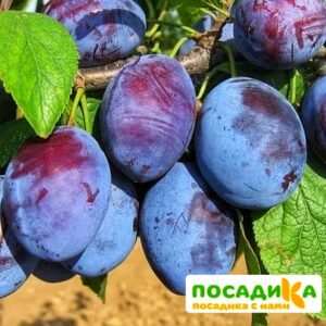 Слива Чачакская ранняя купить по цене от 229.00р. в интернет-магазине «Посадика» с доставкой почтой в в Златоусте и по всей России – [изображение №1].