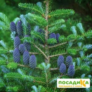 Пихта корейская (Abies koreana) купить по цене от 450.00р. в интернет-магазине «Посадика» с доставкой почтой в в Златоусте и по всей России – [изображение №1].