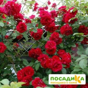 Роза плетистая Амадеус купить по цене от 399.00р. в интернет-магазине «Посадика» с доставкой почтой в в Златоусте и по всей России – [изображение №1].