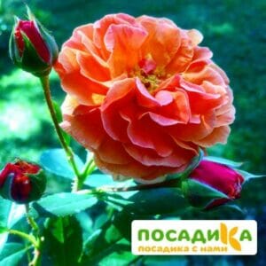 Роза Арабия купить по цене от 350.00р. в интернет-магазине «Посадика» с доставкой почтой в в Златоусте и по всей России – [изображение №1].