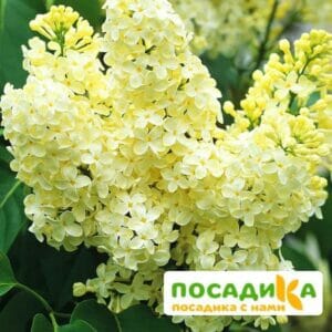 Сирень Примроуз (Primrose) купить по цене от 529.00р. в интернет-магазине «Посадика» с доставкой почтой в в Златоусте и по всей России – [изображение №1].