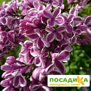 Сирень Сенсация купить по цене от 529.00р. в интернет-магазине «Посадика» с доставкой почтой в в Златоусте и по всей России – [изображение №1].