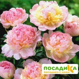 Пион Распберри Сандей (Paeonia Raspberry Sundae) купить по цене от 959р. в интернет-магазине «Посадика» с доставкой почтой в в Златоусте и по всей России – [изображение №1].