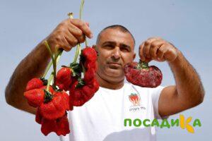 Клубника Гигант Джорнея купить по цене от 266р. в интернет-магазине «Посадика» с доставкой почтой в в Златоусте и по всей России – [изображение №1].