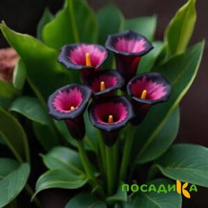 Калла Аура Лейс купить по цене от 400р. в интернет-магазине «Посадика» с доставкой почтой в в Златоусте и по всей России – [изображение №1].