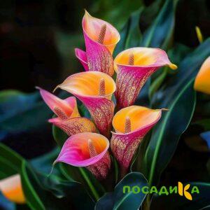 Калла Оникс купить по цене от 450р. в интернет-магазине «Посадика» с доставкой почтой в в Златоусте и по всей России – [изображение №1].