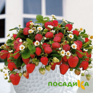 Клубника Рубиновый Шепот (горшечная) купить по цене от 240р. в интернет-магазине «Посадика» с доставкой почтой в в Златоусте и по всей России – [изображение №1].