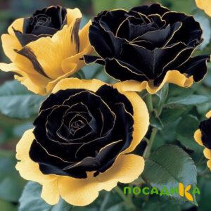 Роза Ханни Сикл купить по цене от 700р. в интернет-магазине «Посадика» с доставкой почтой в в Златоусте и по всей России – [изображение №1].