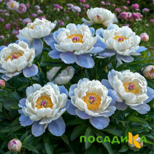 Пион акварельный Этюд купить по цене от 806р. в интернет-магазине «Посадика» с доставкой почтой в в Златоусте и по всей России – [изображение №1].