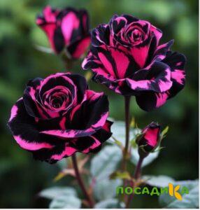 Роза Багровый Шепот купить по цене от 366р. в интернет-магазине «Посадика» с доставкой почтой в в Златоусте и по всей России – [изображение №1].