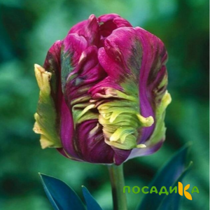 Тюльпан Экзотик Хэвен купить по цене от 186р. в интернет-магазине «Посадика» с доставкой почтой в в Златоусте и по всей России – [изображение №1].